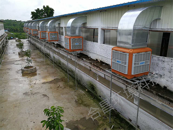 養殖廠降溫通風解決方案